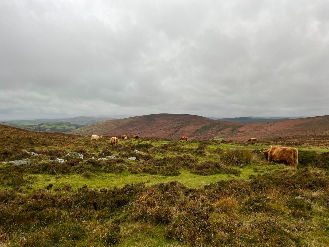 Ethically Raised Meat vs Big Food Meat Alternatives 