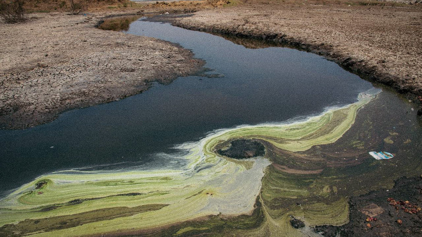 Big Pharma Is Dumping Waste But It's COWS That Are The Problem?