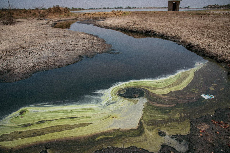 Big Pharma Is Dumping Waste But It's COWS That Are The Problem?