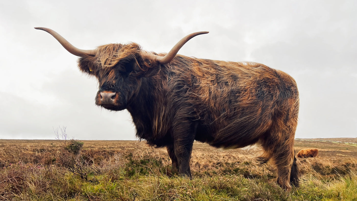 Is There A Problem With Veganuary?