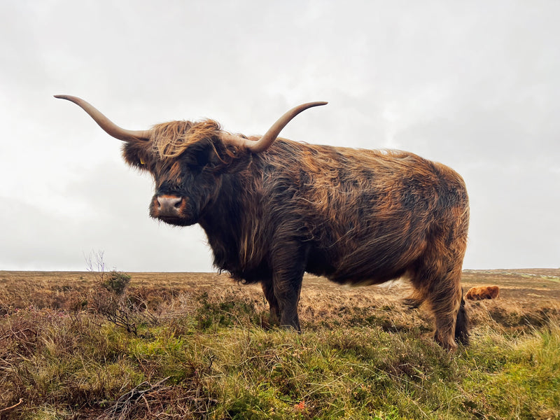 Is There A Problem With Veganuary?