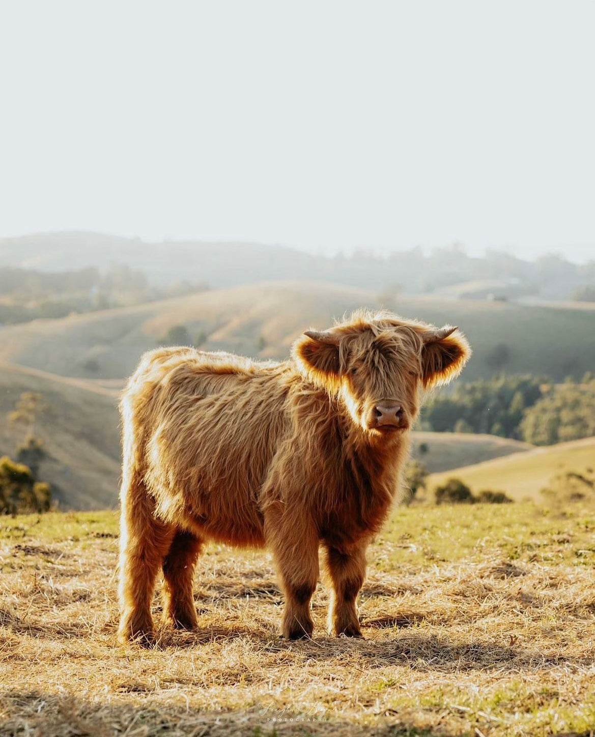 Save Hook & Son's Farm // Raw Organic Milk Supplier