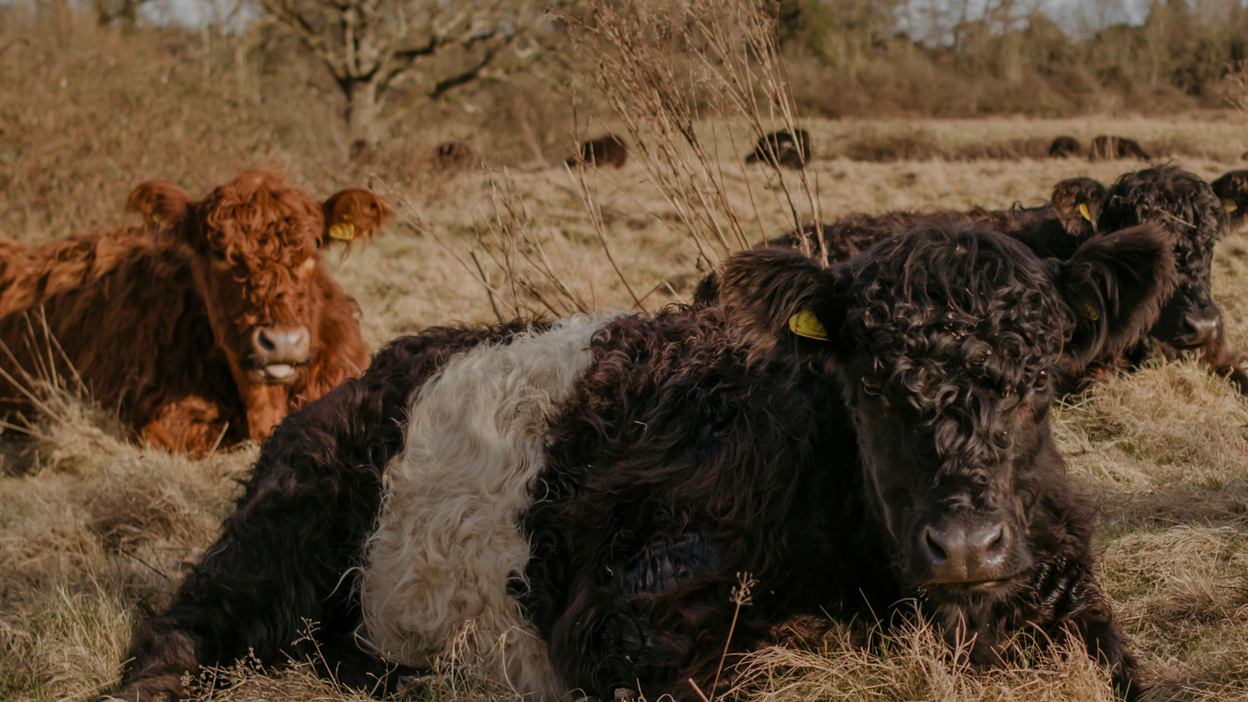 Community Spotlight: My Little Farm