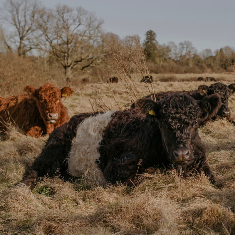 Community Spotlight: My Little Farm