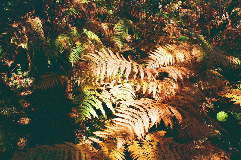 Your Autumn Lifestyle Guide