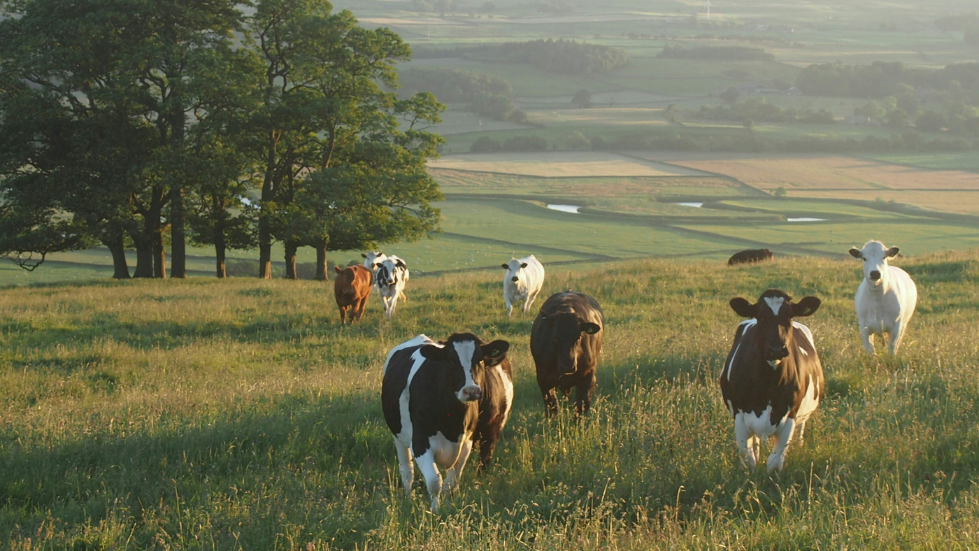 Bovaer & Arla Feed Additive Controversy | We Are 100% Bovaer & Arla Free