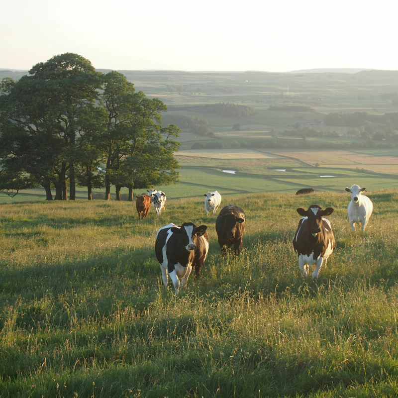 Bovaer & Arla Feed Additive Controversy | We Are 100% Bovaer & Arla Free