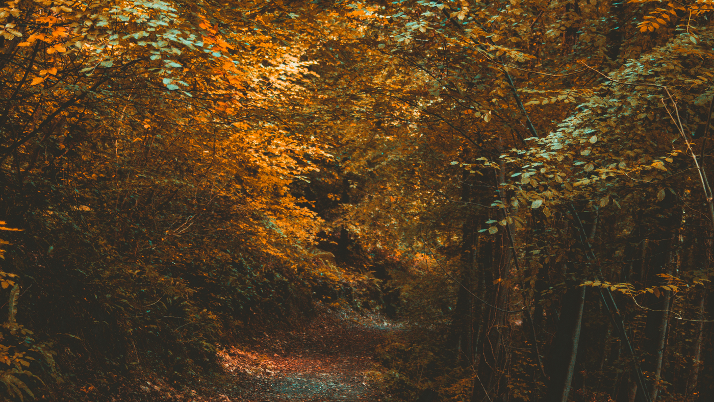 Your Autumn Lifestyle Guide