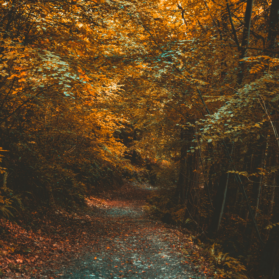 Your Autumn Lifestyle Guide