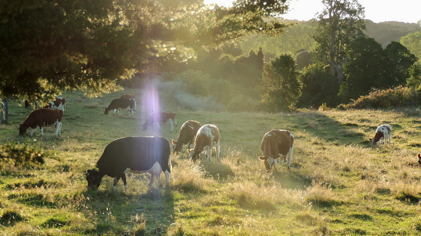 Stories From Veganism