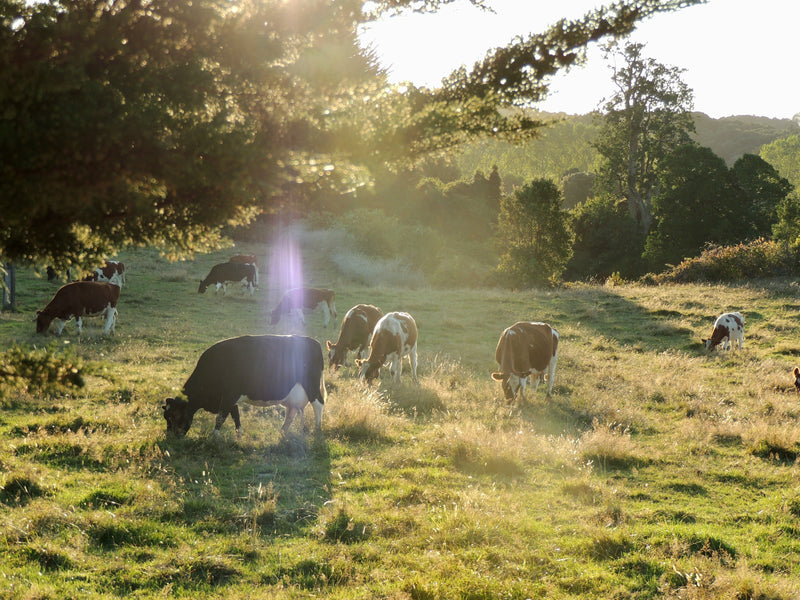 Stories From Veganism