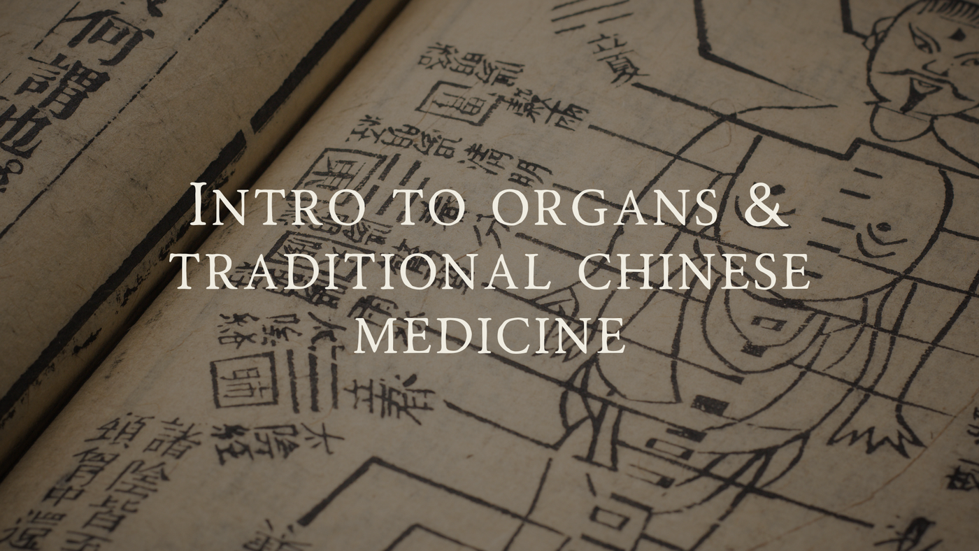 An Introduction to the Organs & Traditional Chinese Medicine (TCM)