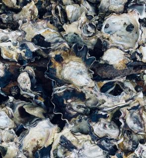 Oysters... The Ocean's Multivitamin