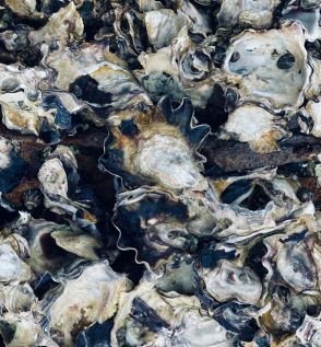 Oysters... The Ocean's Multivitamin by Hayley McAlinden (Registered Nutritionist)