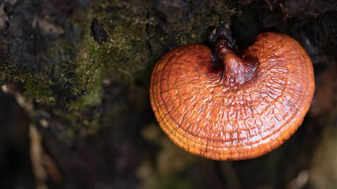 Functional Mushrooms Explained | Lion's Mane, Cordyceps & Reishi