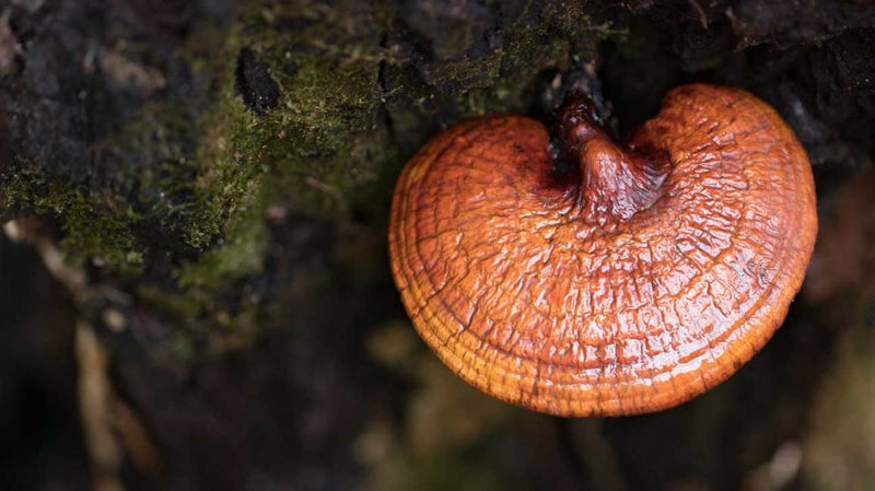 Functional Mushrooms Explained | Lion's Mane, Cordyceps & Reishi