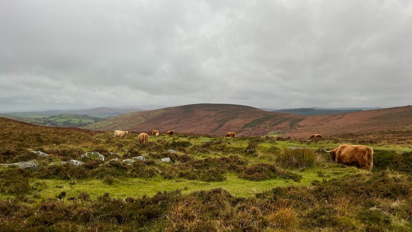 Ethically Raised Meat vs Big Food Meat Alternatives ⁣⁣