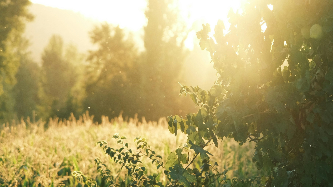 Top 10 Nutrients To Help You Thrive This Summer