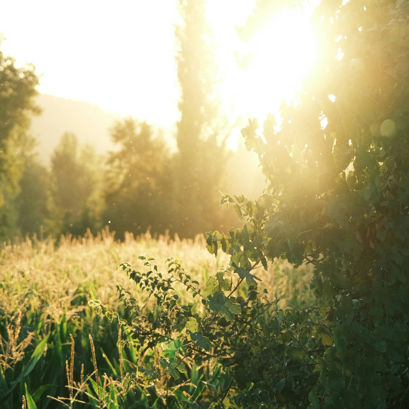 Top 10 Nutrients To Help You Thrive This Summer