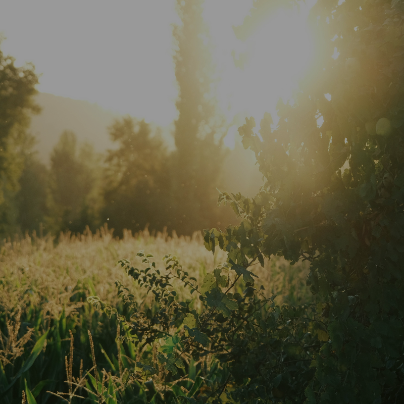 AI, Social Media & A Return To Nature